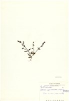 藏品(黃花龍膽)的圖片